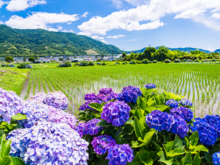 地域密着